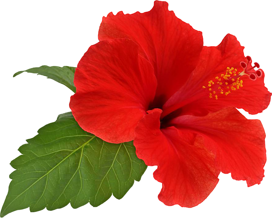 Hibiscus